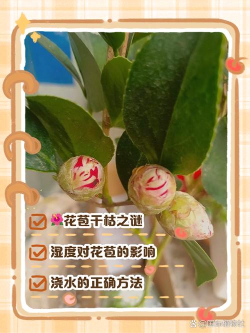 茶花掉叶子怎么办？新买的茶花掉叶子怎么办？-第4张图片-优品飞百科