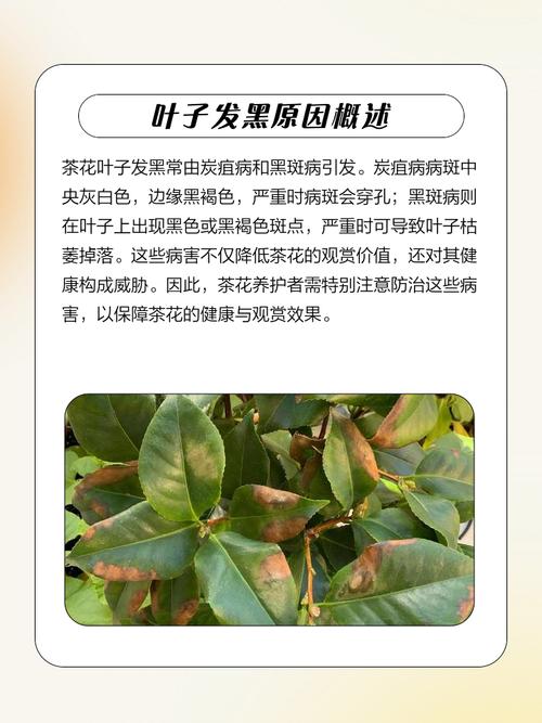 茶花掉叶子怎么办？新买的茶花掉叶子怎么办？-第5张图片-优品飞百科