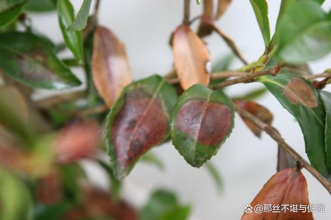 茶花掉叶子怎么办？新买的茶花掉叶子怎么办？-第6张图片-优品飞百科