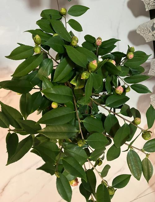 茶花掉叶子怎么办？新买的茶花掉叶子怎么办？-第7张图片-优品飞百科