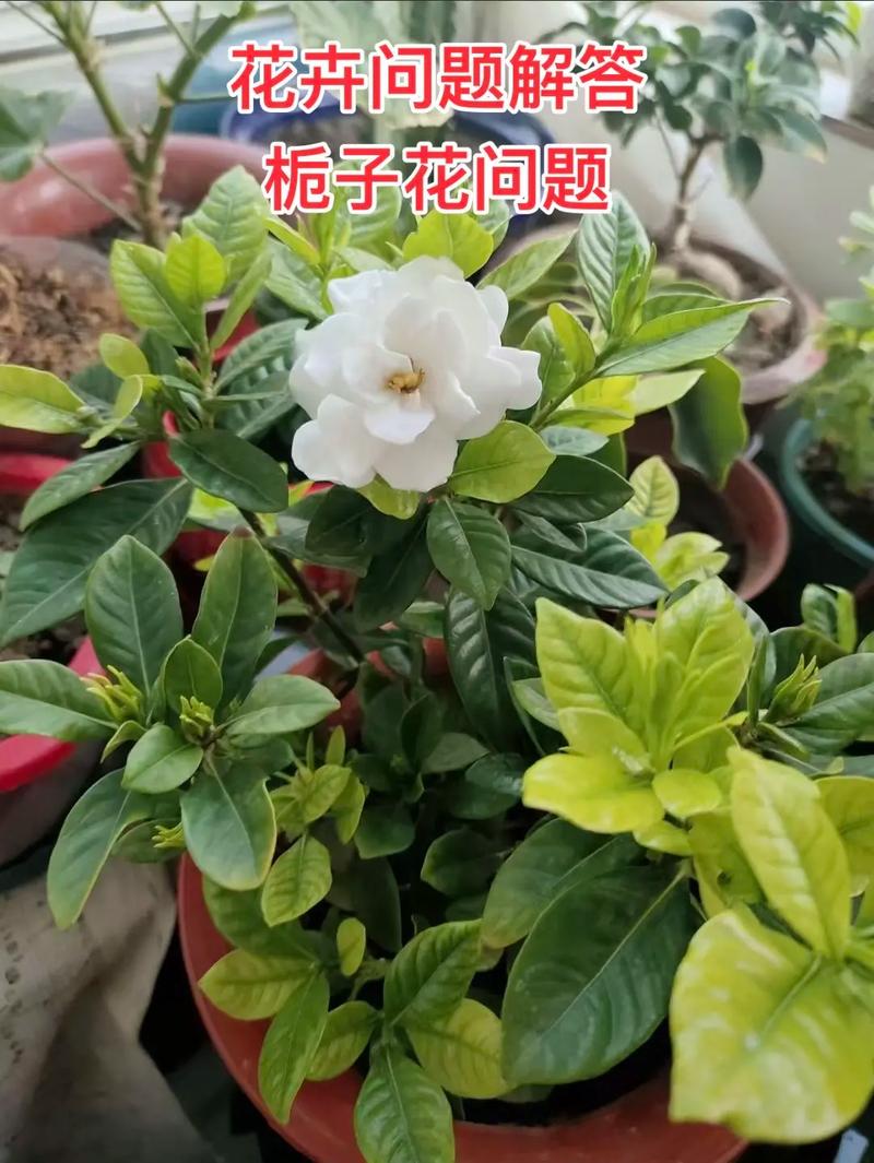 刚买的栀子总发黄？学1招，3天黄叶变绿叶，花朵咕噜噜...，栀子花刚买回来就黄了-第2张图片-优品飞百科