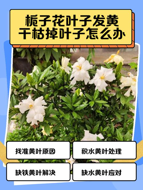 刚买的栀子总发黄？学1招，3天黄叶变绿叶，花朵咕噜噜...，栀子花刚买回来就黄了-第3张图片-优品飞百科