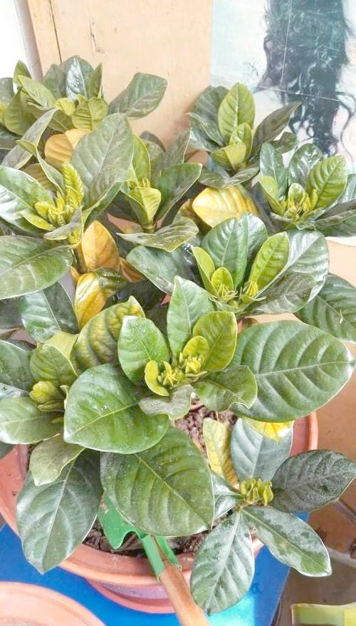 刚买的栀子总发黄？学1招，3天黄叶变绿叶，花朵咕噜噜...，栀子花刚买回来就黄了-第4张图片-优品飞百科
