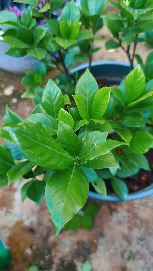刚买的栀子总发黄？学1招，3天黄叶变绿叶，花朵咕噜噜...，栀子花刚买回来就黄了-第5张图片-优品飞百科