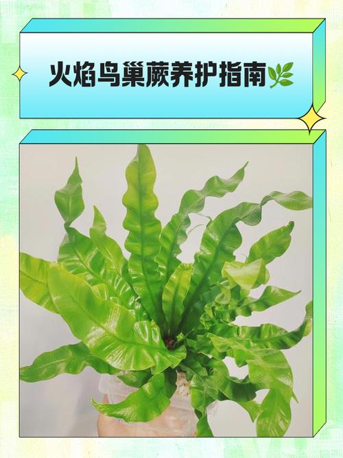 鸟巢蕨烂心了怎么办，鸟巢蕨中间发黑是什么原因？-第5张图片-优品飞百科