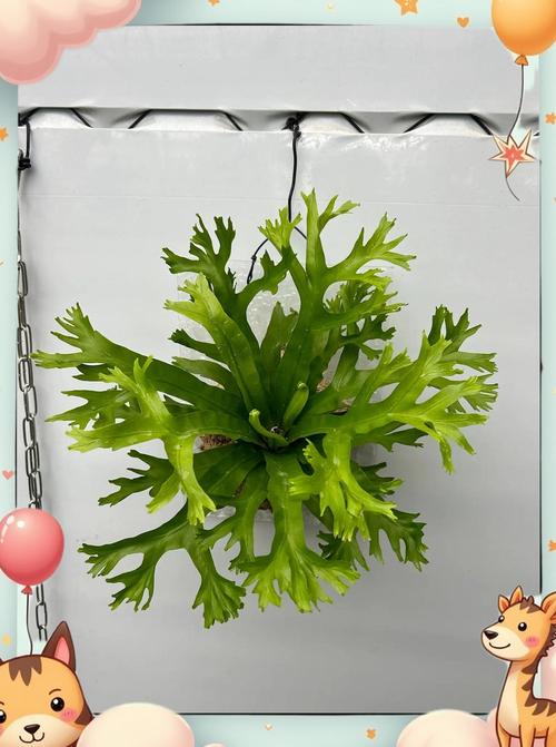 鸟巢蕨烂心了怎么办，鸟巢蕨中间发黑是什么原因？-第8张图片-优品飞百科