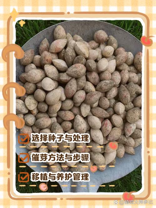银杏树种子什么时候种，银杏树苗什么时候种？-第2张图片-优品飞百科