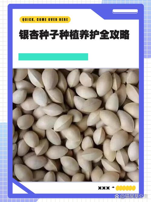 银杏树种子什么时候种，银杏树苗什么时候种？-第3张图片-优品飞百科
