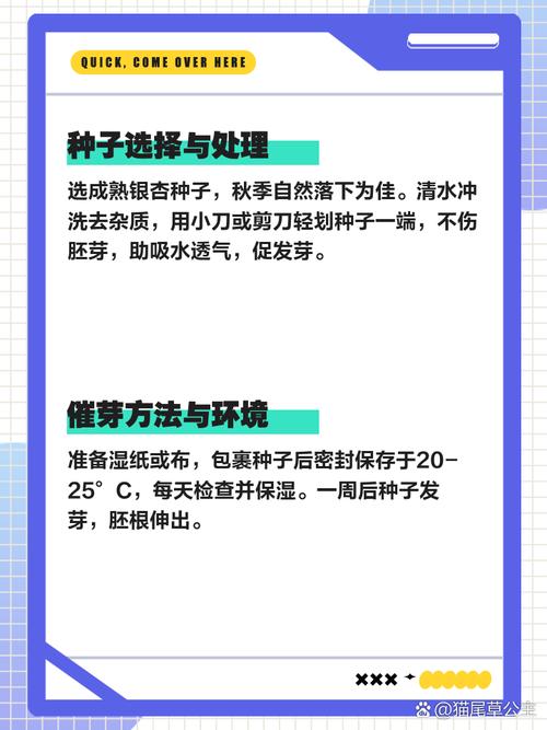 银杏树种子什么时候种，银杏树苗什么时候种？-第4张图片-优品飞百科