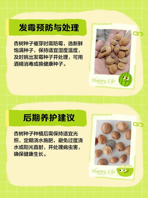 银杏树种子什么时候种，银杏树苗什么时候种？-第5张图片-优品飞百科