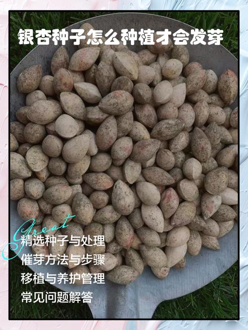 银杏树种子什么时候种，银杏树苗什么时候种？-第7张图片-优品飞百科