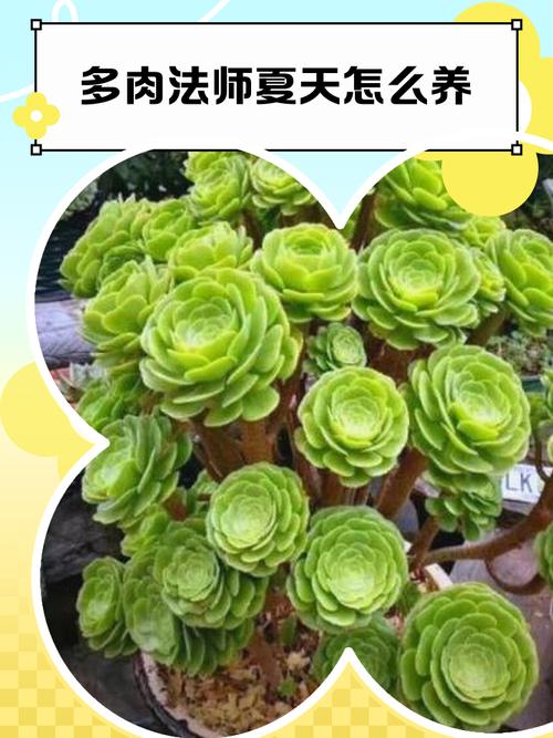 多肉夏天怎么养，多肉夏天怎么养才能更旺盛？