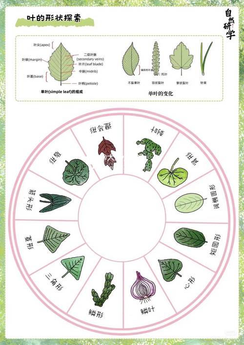 多肉夏天怎么养，多肉夏天怎么养才能更旺盛？-第2张图片-优品飞百科