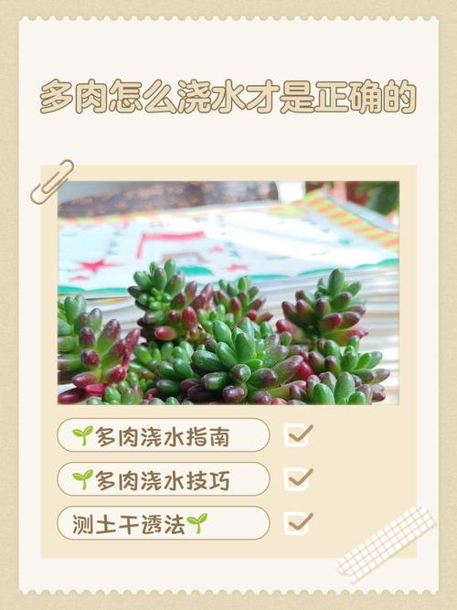 多肉夏天怎么养，多肉夏天怎么养才能更旺盛？-第5张图片-优品飞百科