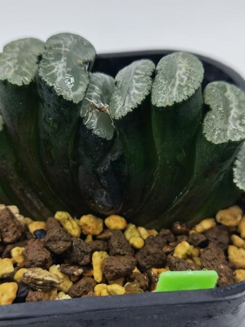 多肉夏天怎么养，多肉夏天怎么养才能更旺盛？-第6张图片-优品飞百科