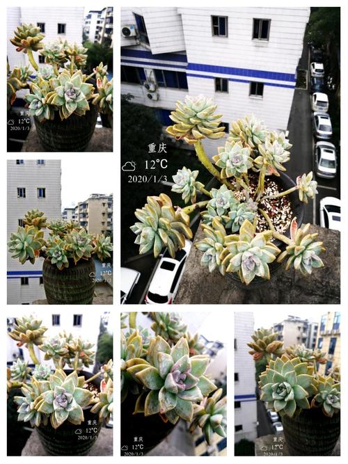 多肉夏天怎么养，多肉夏天怎么养才能更旺盛？-第7张图片-优品飞百科