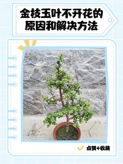 玉叶金花黄叶的原因和处理办法，玉叶金花属于什么植物-第2张图片-优品飞百科