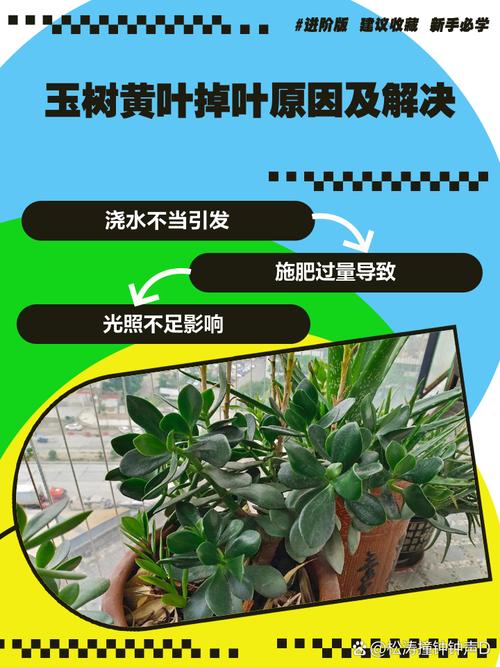 玉叶金花黄叶的原因和处理办法，玉叶金花属于什么植物-第3张图片-优品飞百科