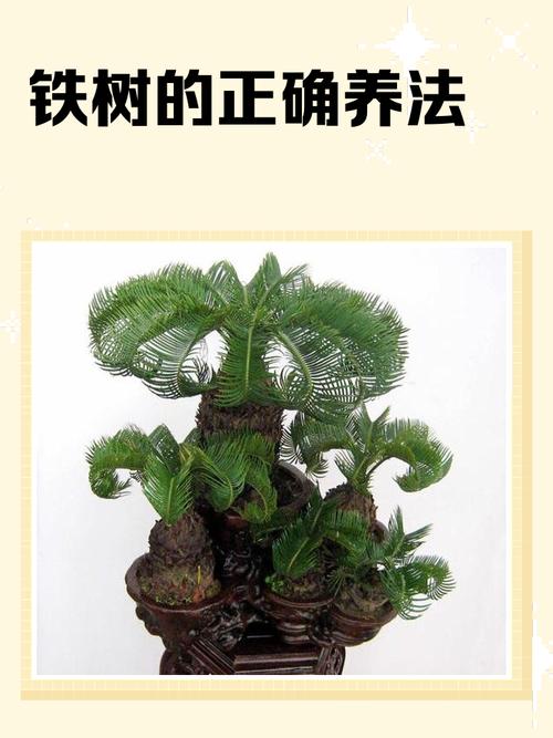 铁树什么时候换盆？铁树这个季节能换盆吗？