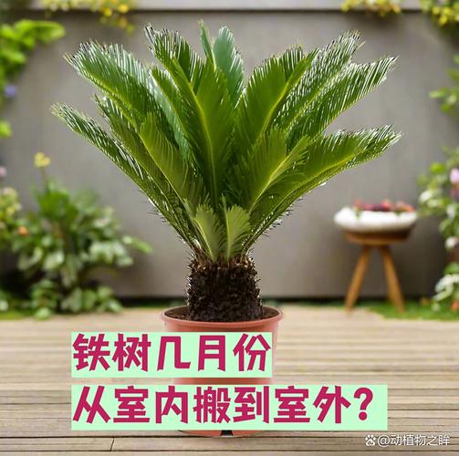铁树什么时候换盆？铁树这个季节能换盆吗？-第2张图片-优品飞百科