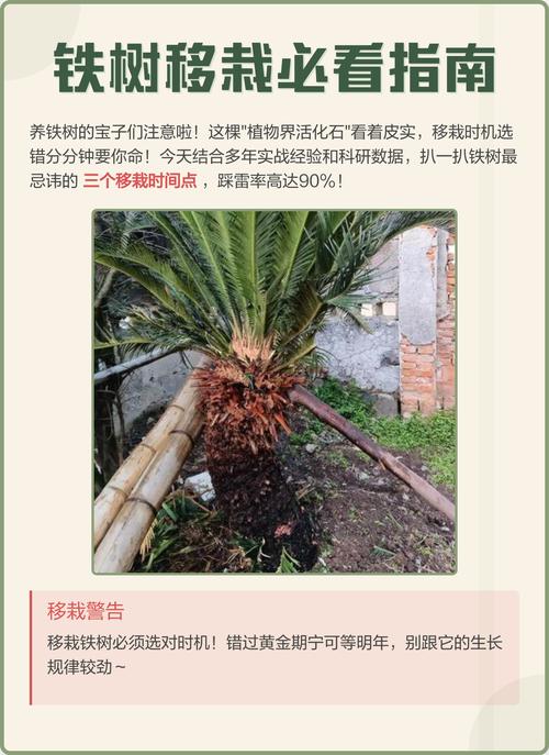 铁树什么时候换盆？铁树这个季节能换盆吗？-第3张图片-优品飞百科