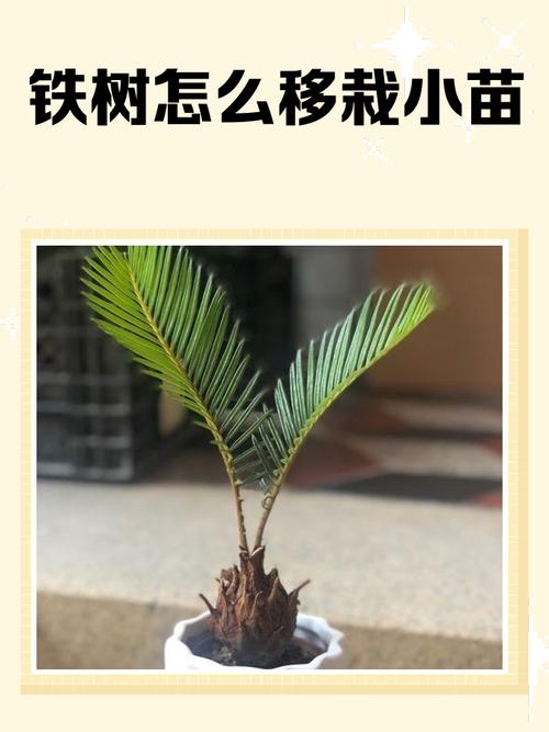 铁树什么时候换盆？铁树这个季节能换盆吗？-第4张图片-优品飞百科