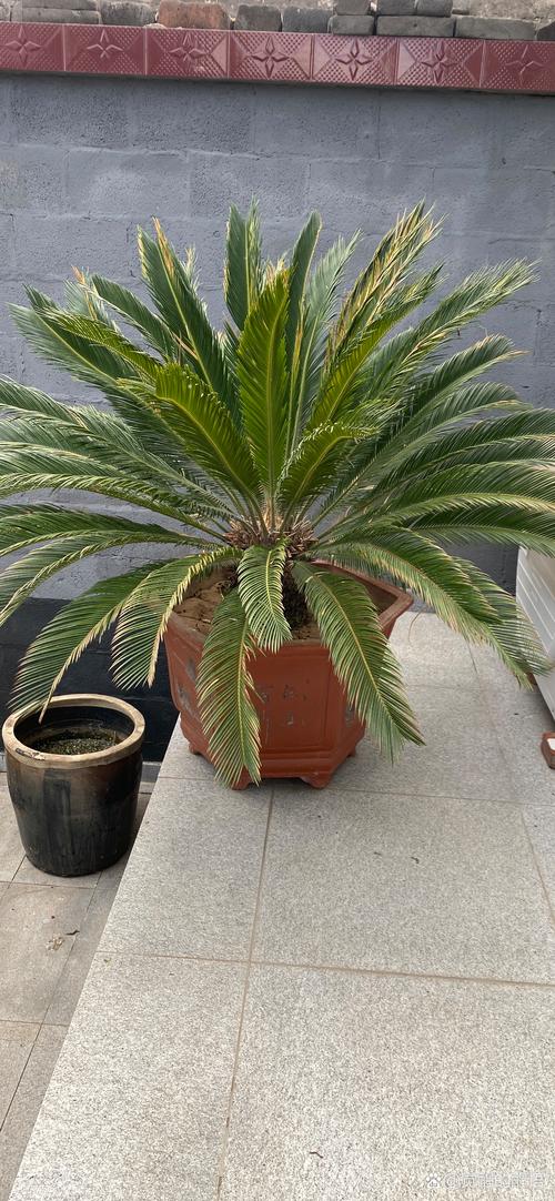铁树什么时候换盆？铁树这个季节能换盆吗？-第5张图片-优品飞百科