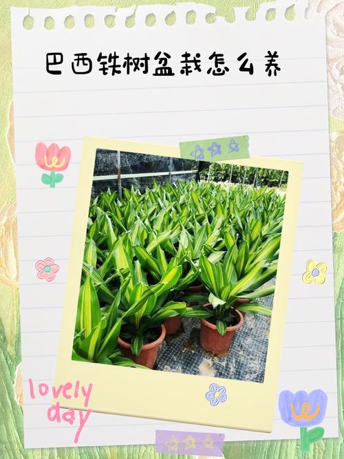 铁树什么时候换盆？铁树这个季节能换盆吗？-第6张图片-优品飞百科