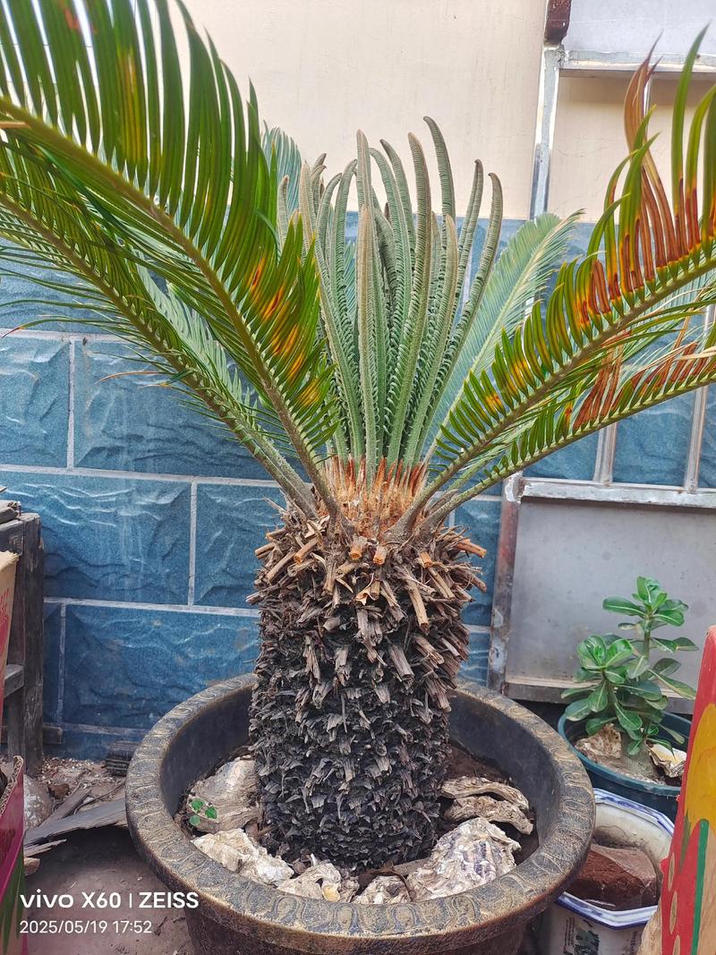 铁树什么时候换盆？铁树这个季节能换盆吗？-第7张图片-优品飞百科