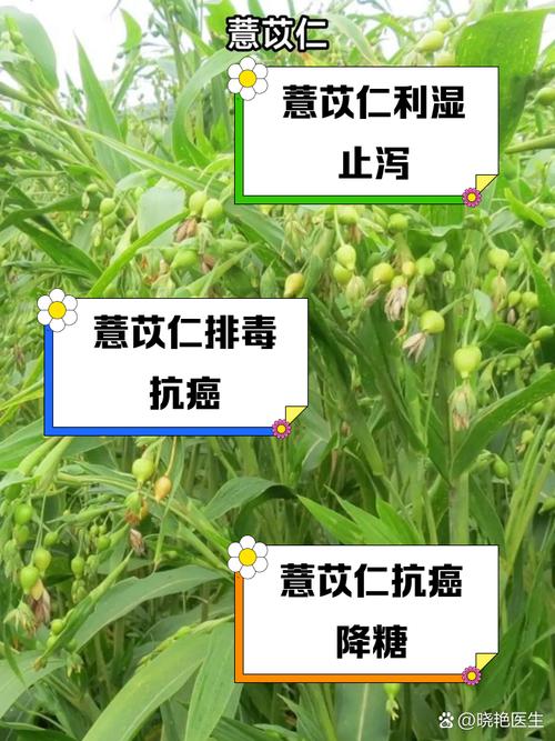 薏米的养殖方法和注意事项，薏米的养殖方法和注意事项视频？-第4张图片-优品飞百科