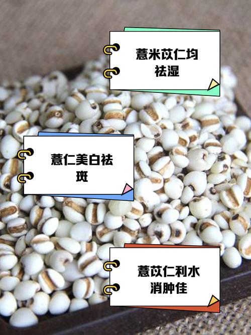 薏米的养殖方法和注意事项，薏米的养殖方法和注意事项视频？-第6张图片-优品飞百科