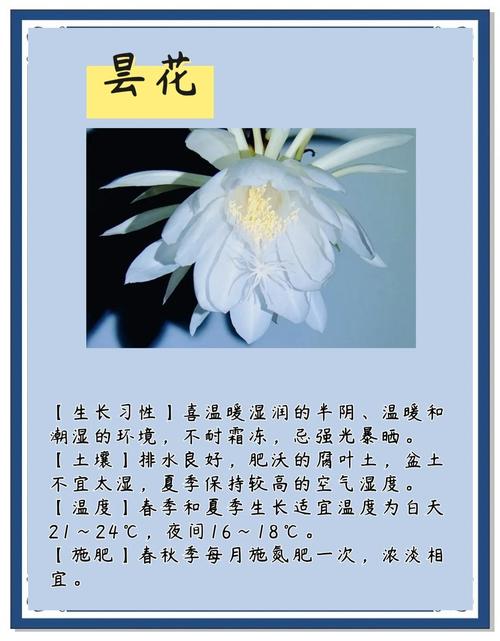 昙花的花语和象征意义，昙花最旺的三个属相