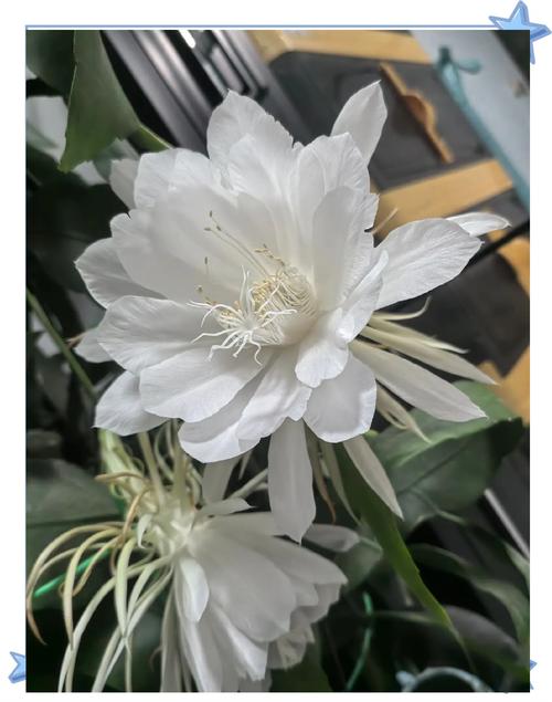 昙花的花语和象征意义，昙花最旺的三个属相-第2张图片-优品飞百科