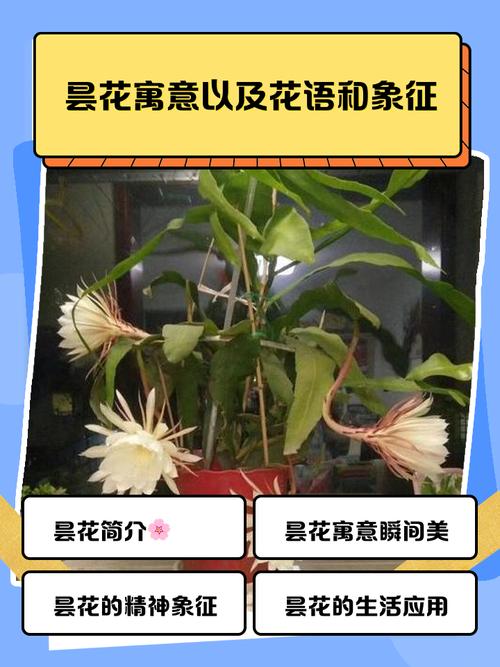 昙花的花语和象征意义，昙花最旺的三个属相-第3张图片-优品飞百科