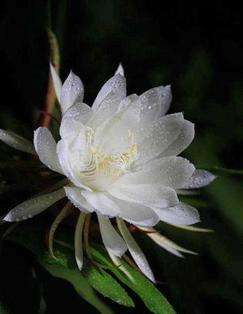 昙花的花语和象征意义，昙花最旺的三个属相-第4张图片-优品飞百科