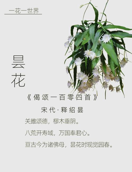昙花的花语和象征意义，昙花最旺的三个属相-第7张图片-优品飞百科