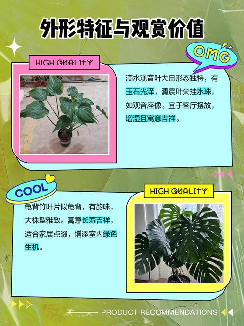 滴水观音和龟背竹的区别，滴水观音与龟背竹的区别？