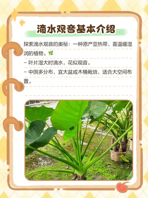 滴水观音和龟背竹的区别，滴水观音与龟背竹的区别？-第2张图片-优品飞百科