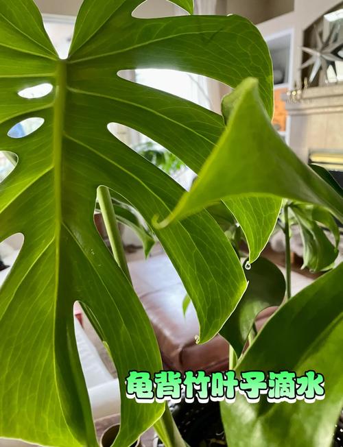 滴水观音和龟背竹的区别，滴水观音与龟背竹的区别？-第3张图片-优品飞百科