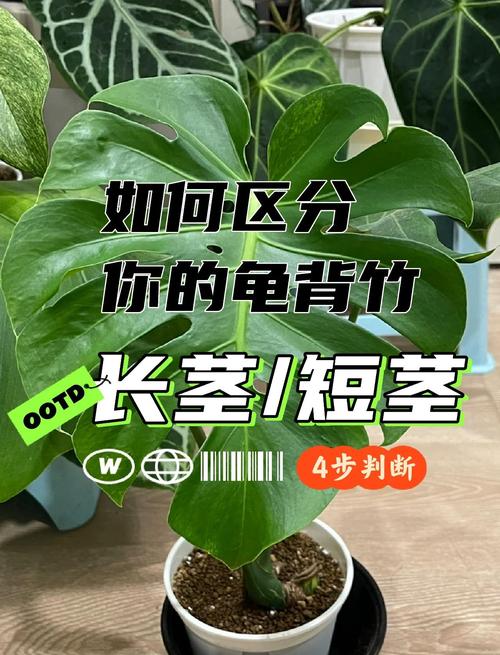 滴水观音和龟背竹的区别，滴水观音与龟背竹的区别？-第5张图片-优品飞百科