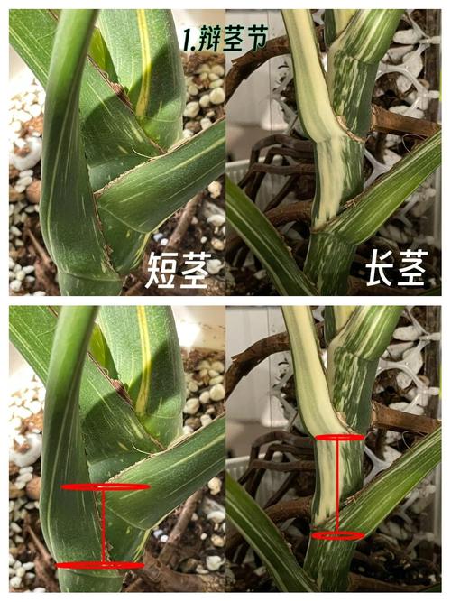 滴水观音和龟背竹的区别，滴水观音与龟背竹的区别？-第6张图片-优品飞百科