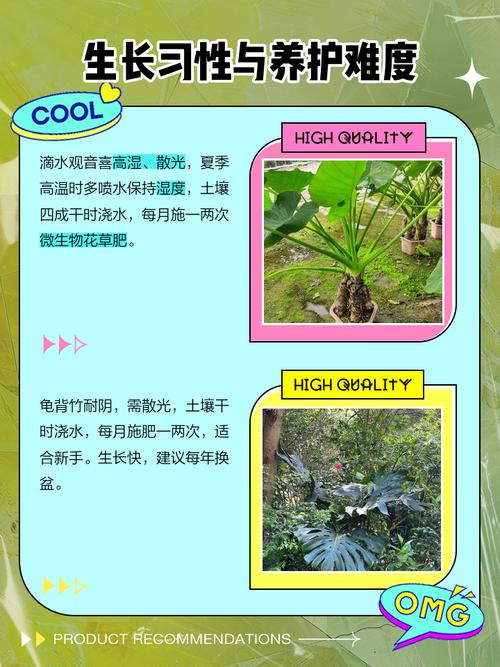滴水观音和龟背竹的区别，滴水观音与龟背竹的区别？-第7张图片-优品飞百科