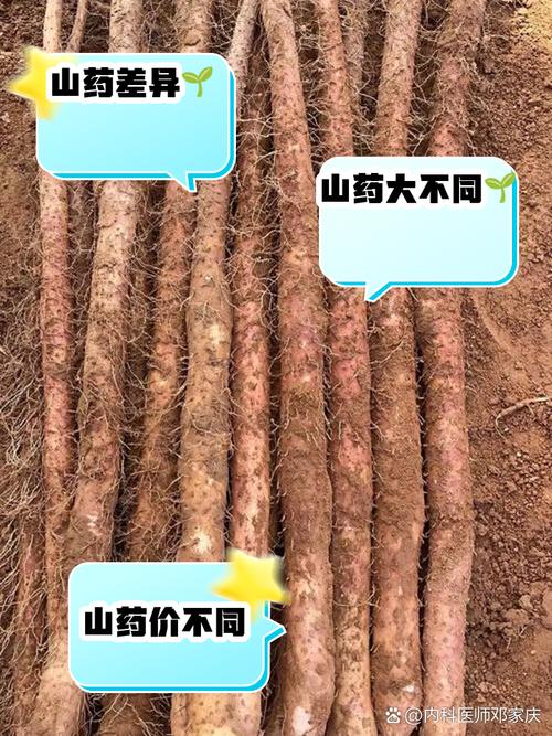 毛山药和铁棍山药区别？毛山药与铁棍山药的区别？-第2张图片-优品飞百科
