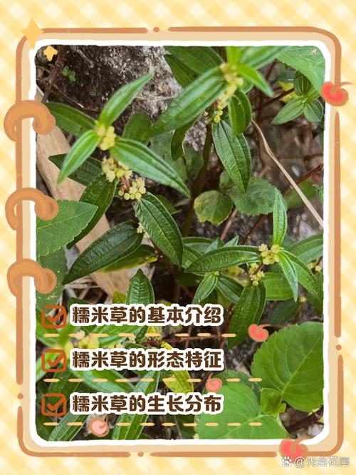 糯米条的病虫害防治，糯米长条？
