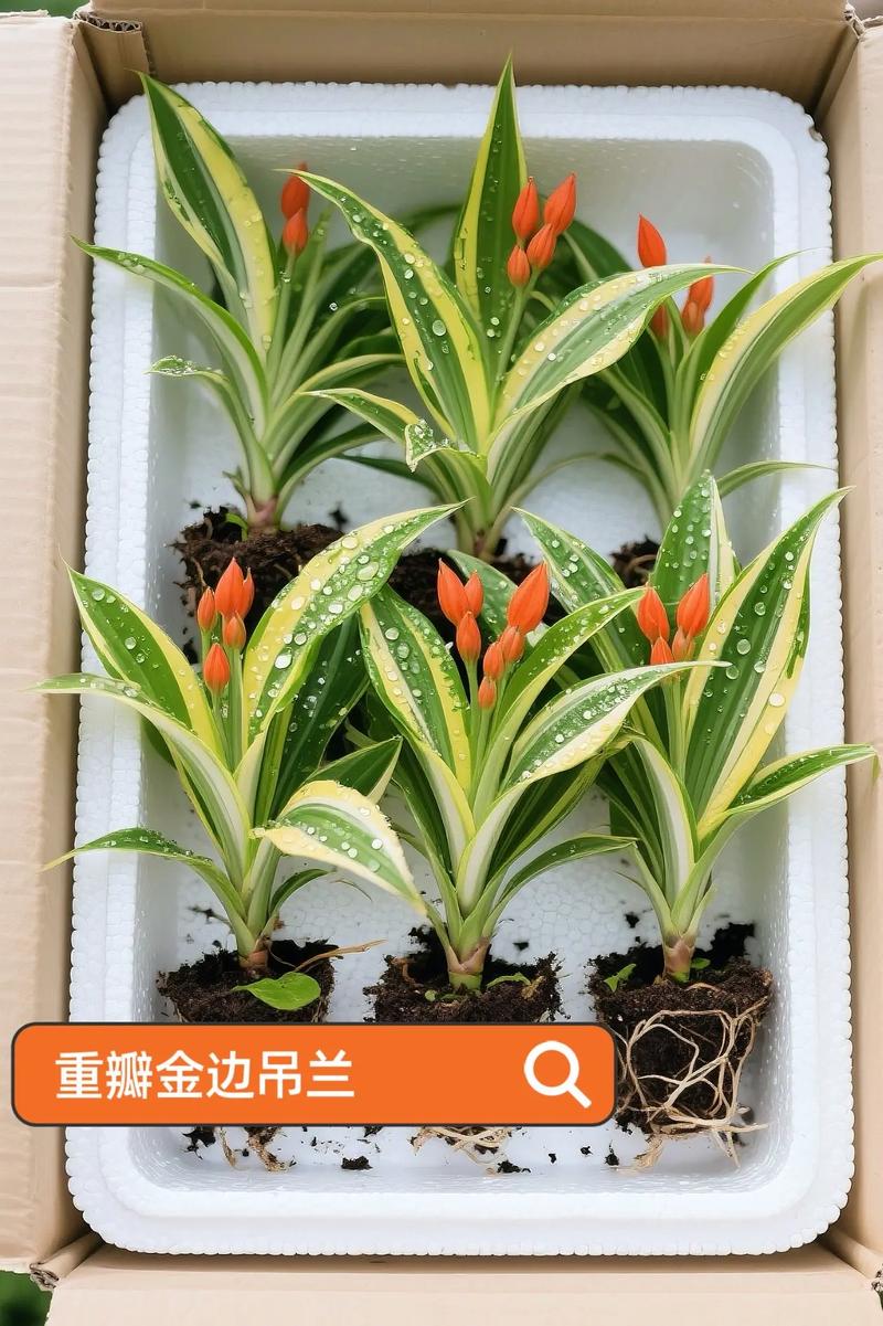 金边吊兰怎么养才能更旺盛？金边吊兰叶子尖枯萎发黄怎么办？