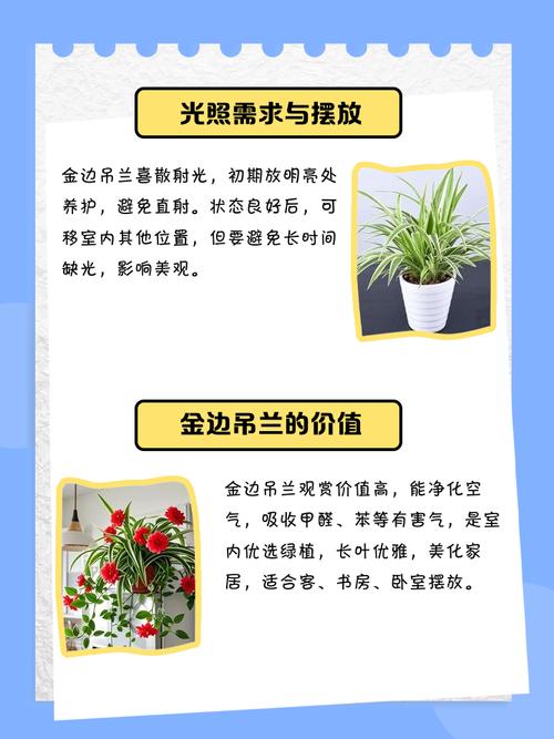 金边吊兰怎么养才能更旺盛？金边吊兰叶子尖枯萎发黄怎么办？-第2张图片-优品飞百科