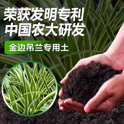 金边吊兰怎么养才能更旺盛？金边吊兰叶子尖枯萎发黄怎么办？-第3张图片-优品飞百科