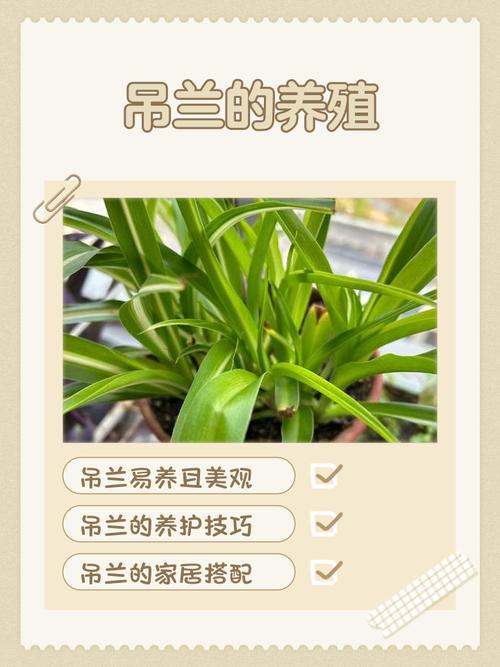 金边吊兰怎么养才能更旺盛？金边吊兰叶子尖枯萎发黄怎么办？-第4张图片-优品飞百科