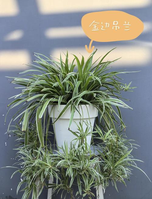 金边吊兰怎么养才能更旺盛？金边吊兰叶子尖枯萎发黄怎么办？-第7张图片-优品飞百科