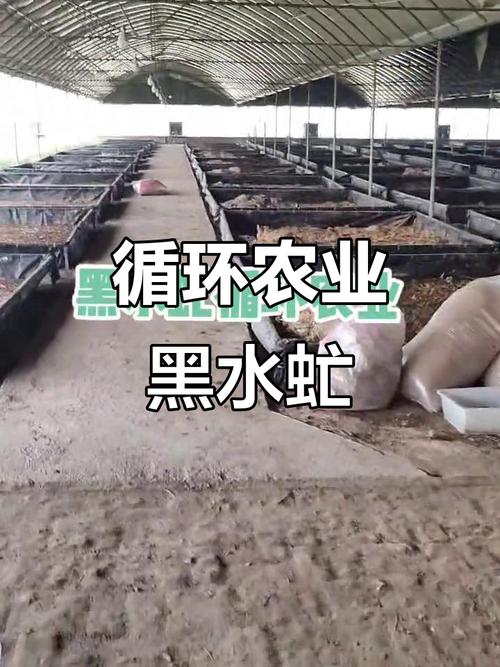 黑水虻是什么虫，有什么利用价值，黑水虻是什么虫,有什么利用价值呢-第2张图片-优品飞百科